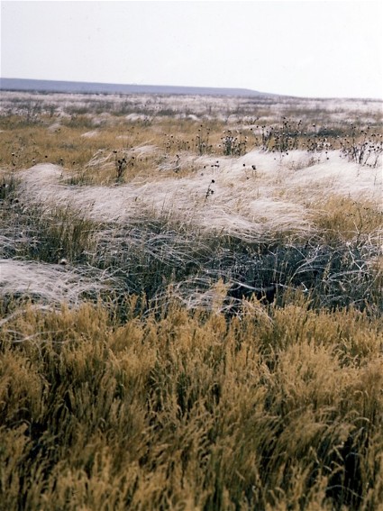 Image - Steppe in Zaporizhia oblast.